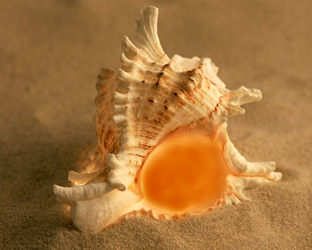Murex Ramosus