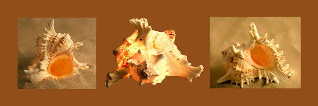 Three Marex Ramosus