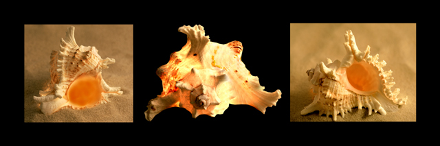 Three Marex Ramosus