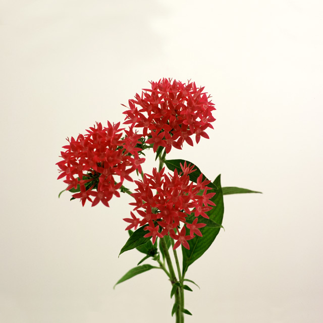 Red Penta (square)