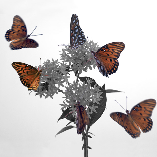 Monarch on Penta