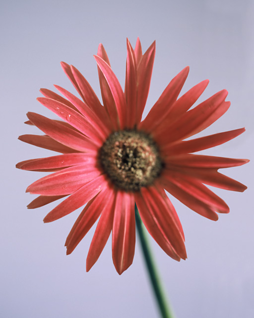 Painted Daisy