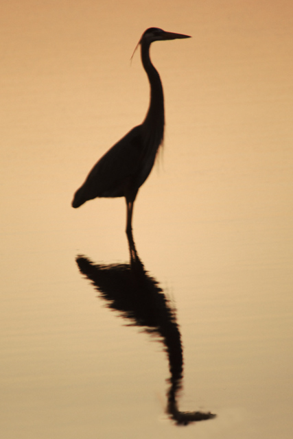 Heron Silouette