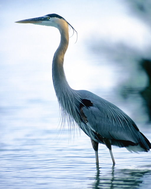 Standing Tall