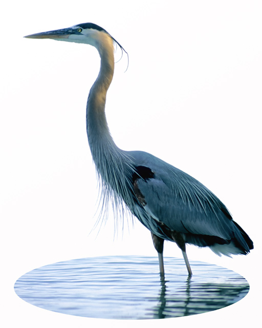 Standing Tall