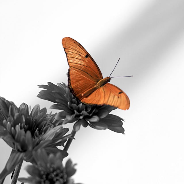 Julia Butterfly