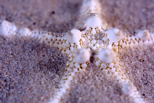 Knobby Starfish