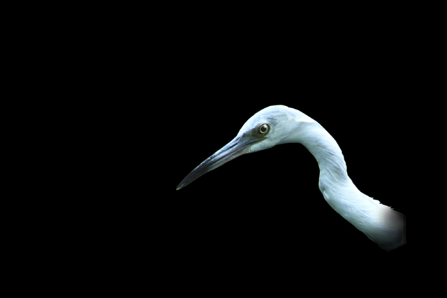 Heron Portrait
