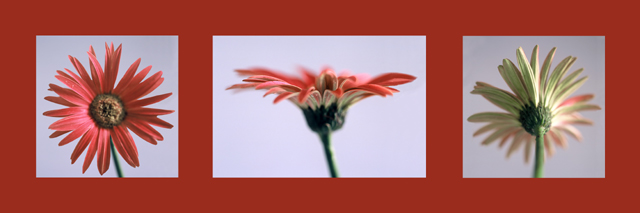 Three painted Daisies
