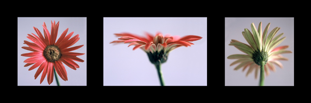 Three painted Daisies