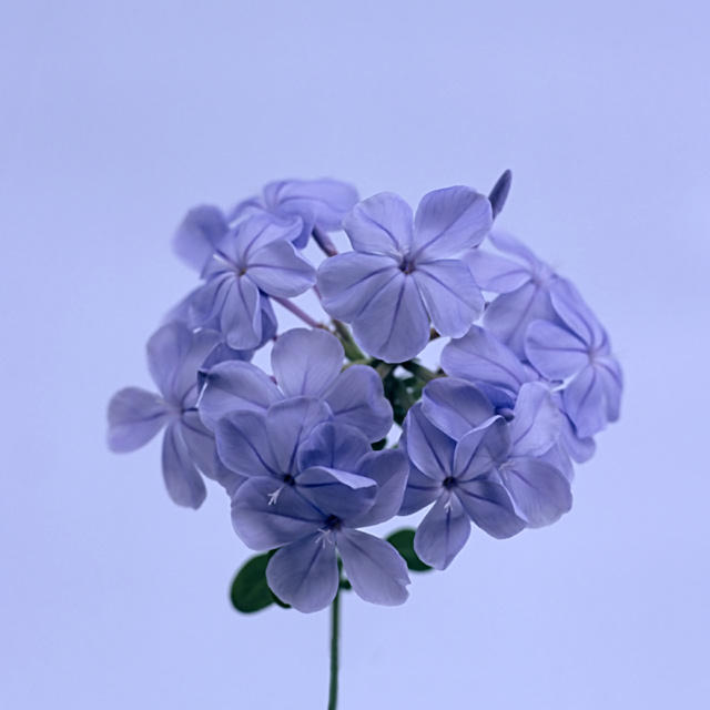 Purple Flower