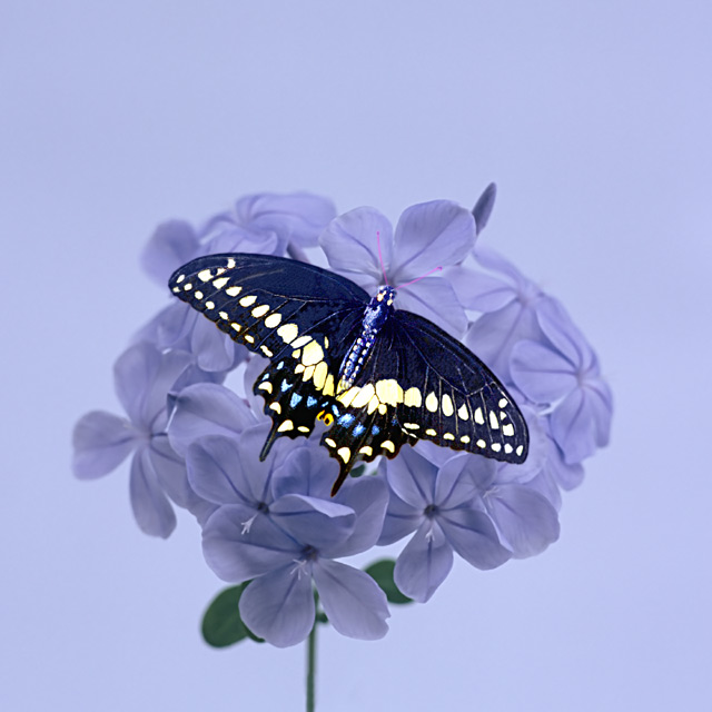 Butterfly on Blosson