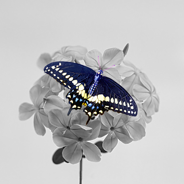 Butterfly on Blosson