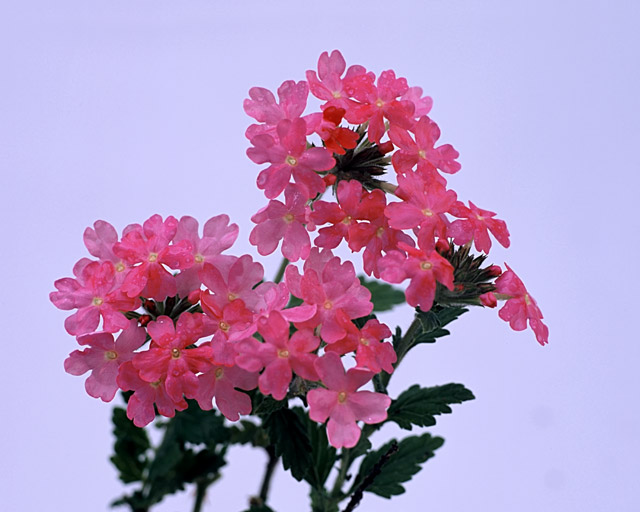 Pink Penta