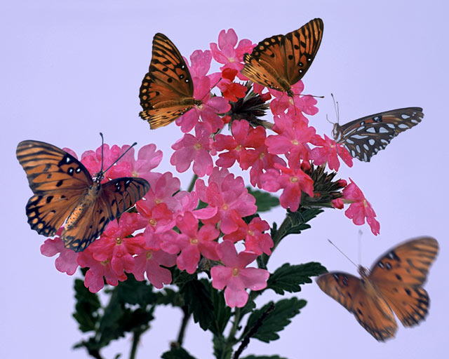 Monarchs and Pink Penta