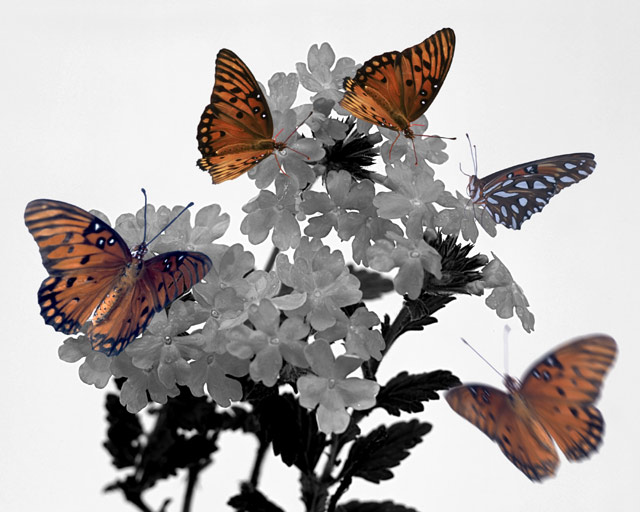 Monarchs and Penta