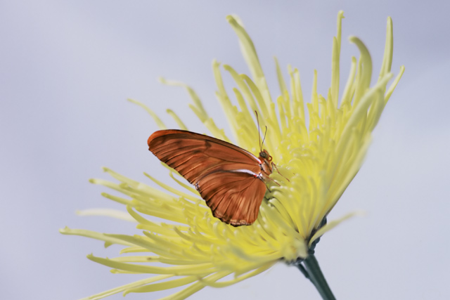 Julia Butterfly