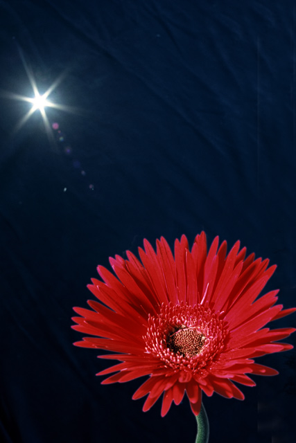 Daisy Under Sun