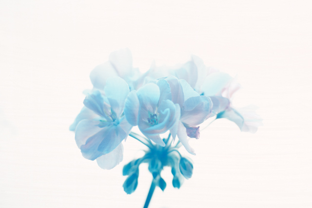 Blue Geranium