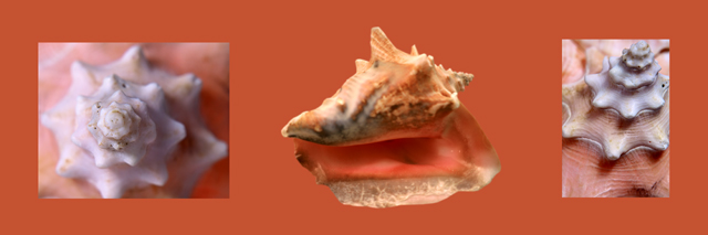 Three Conch