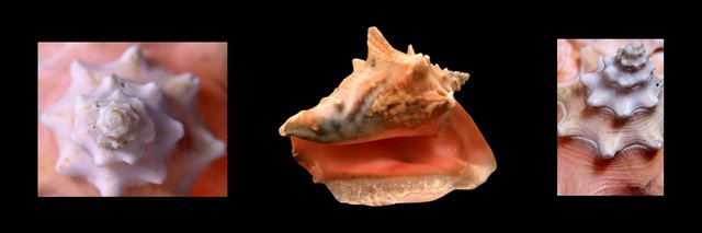 Three Conchs