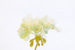 Yellow Geranium