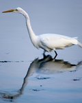 Great White Heron