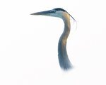 Heron Portrait