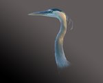 Heron Portrait