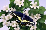 Orange Blossom and Butterfly