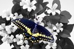 Orange Blossom and Butterfly