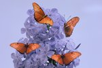 Purple Flower and Butterflies