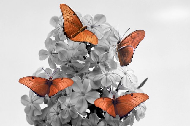 Flower and Butterflies