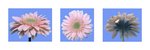 Gerbera Daisy