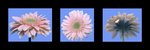 Gerbera Daisy