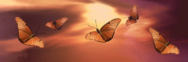 Butterflies at Sunset