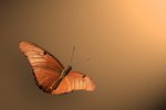 Julia Butterfly