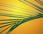 Frond at sunset