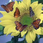 A Sunflower with Several Butterflies