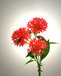 Red Penta