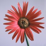 Painted Daisy (square)