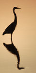 Heron Silouette