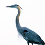 Standing Tall (square)