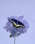 Butterfly on Blosson