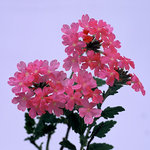 Pink Pentas (square)