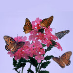 Monarchs and Pink Penta  (square)