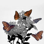 Monarchs and Penta (square)