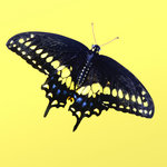 Black Swallowtail (square)