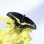 Black Swallowtail  (square)