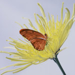 Julia Butterfly (square)